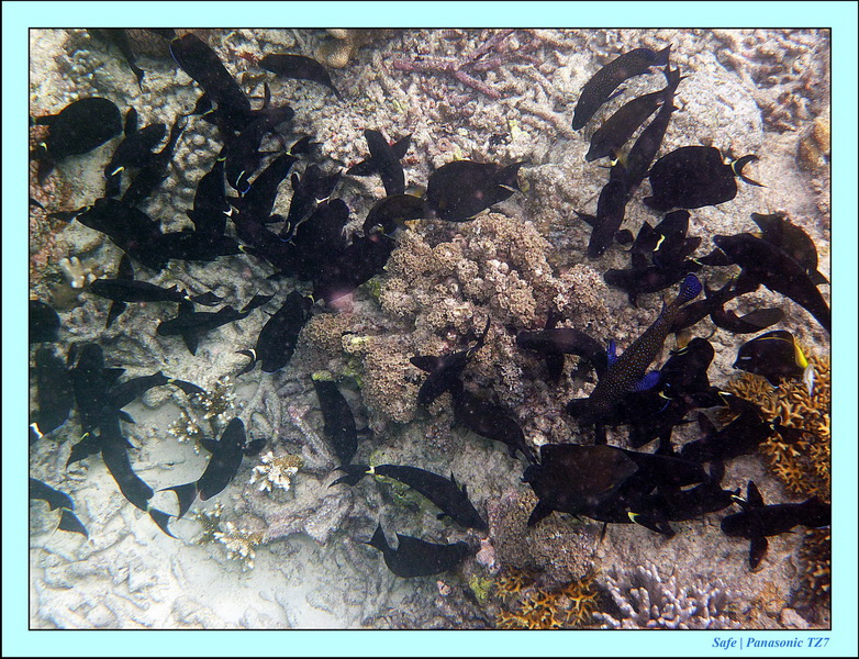 2011 - 08 - Borneo - Sipadan 114